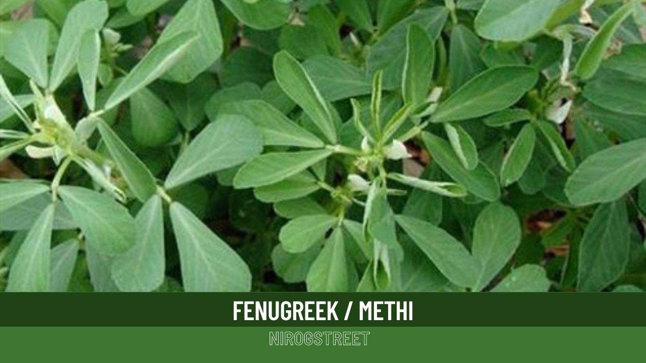 Fenugreek Health Benefits, Uses, Dosage and Side Effects