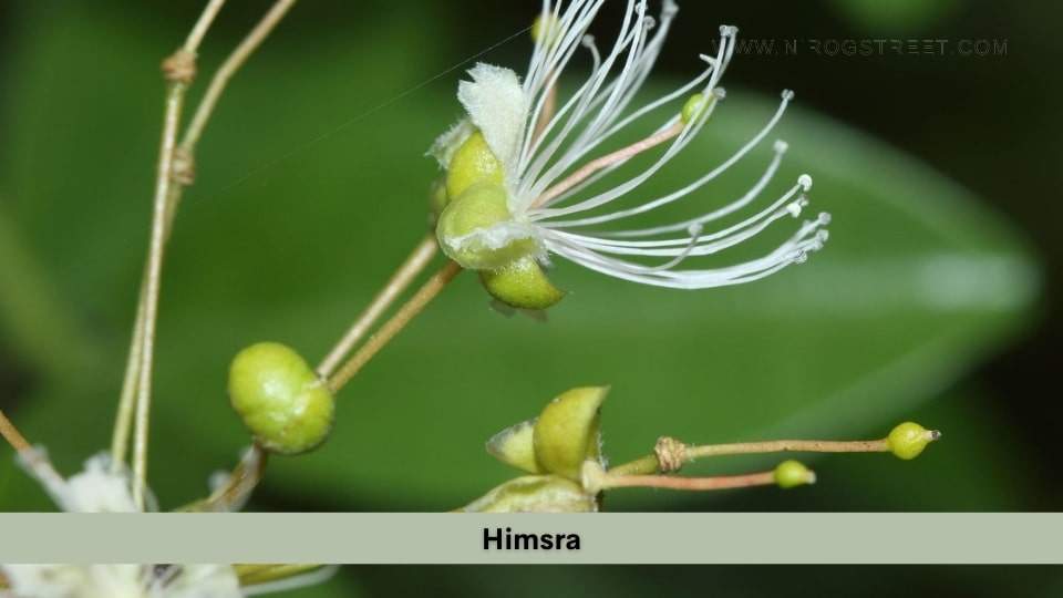 Himsra Health Benefits, Uses, Dosage and Side Effects